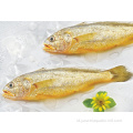 Croaker kuning beku segar